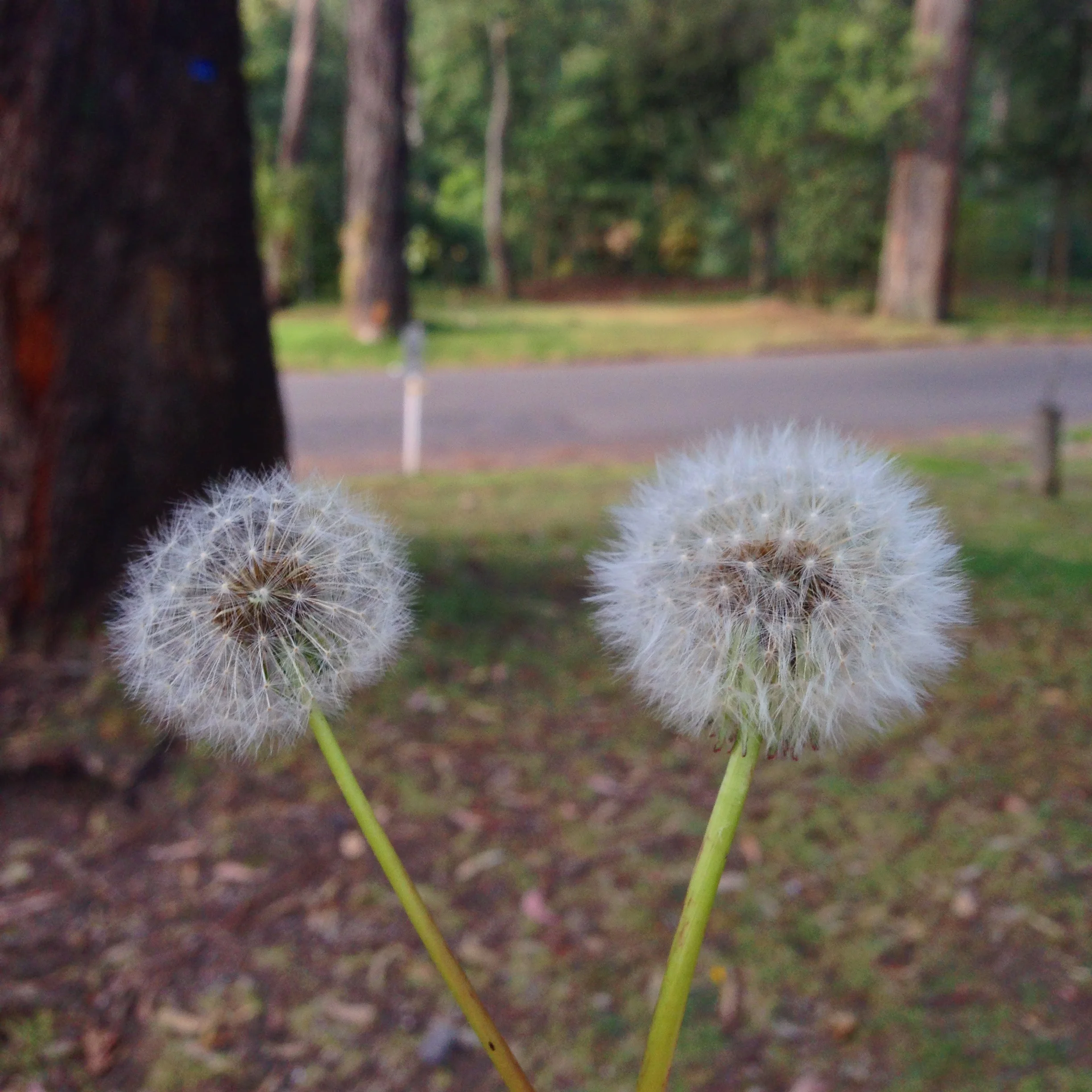 My Deepest New Year Wish