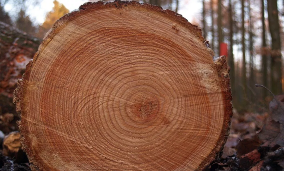 Ancient Trees and Modern Telescopes Hint at Our Sun’s Hidden Power