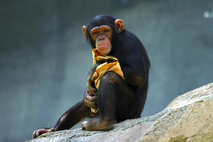 Chimpanzee Rapidly Memorizes And Locates Numbers On A Screen