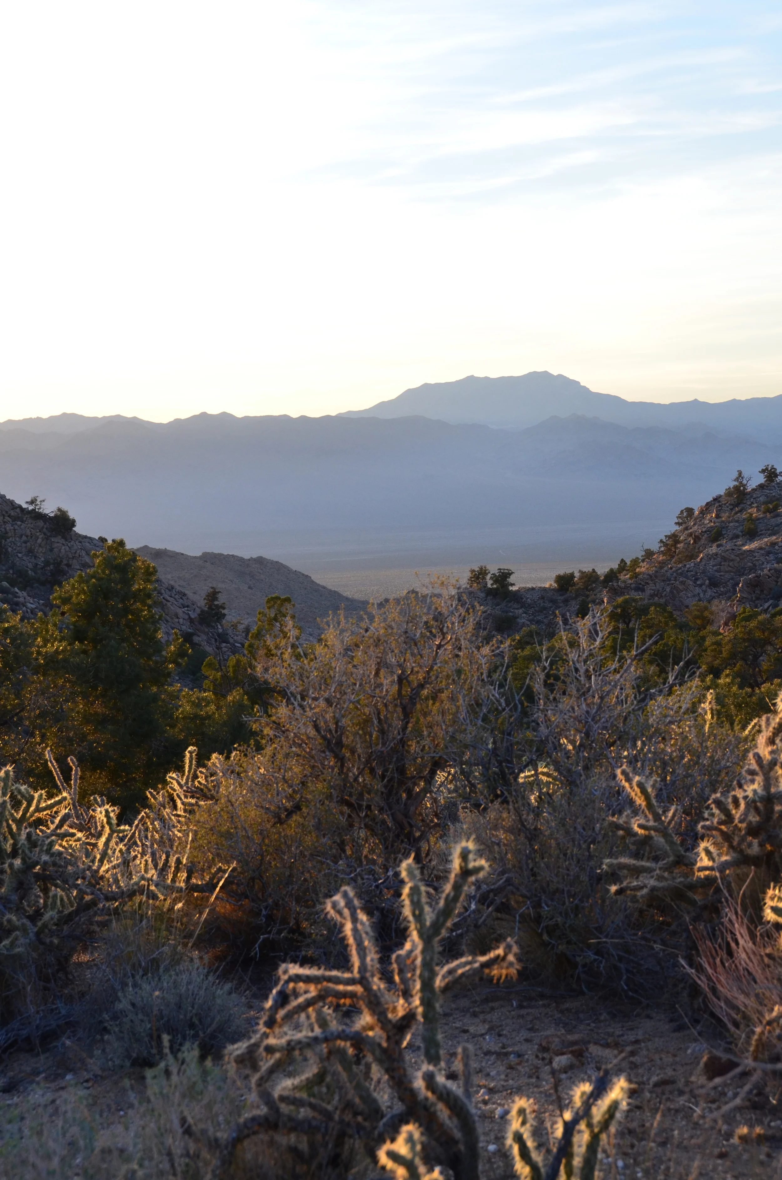 Late Afternoon in the New York Mountains