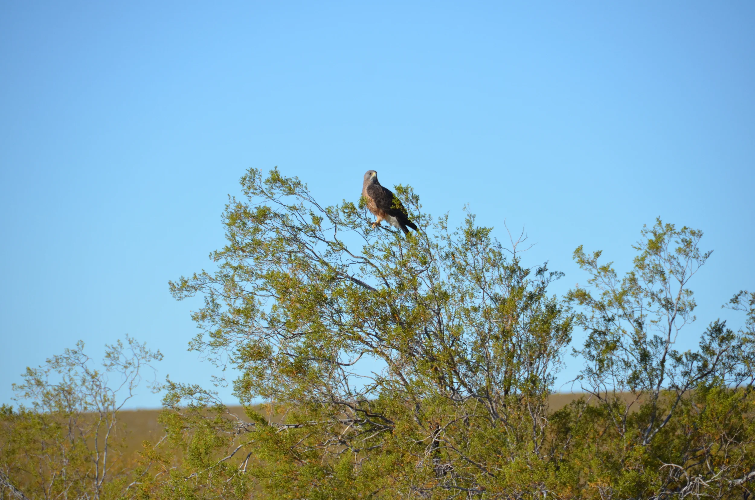 Bird of Prey