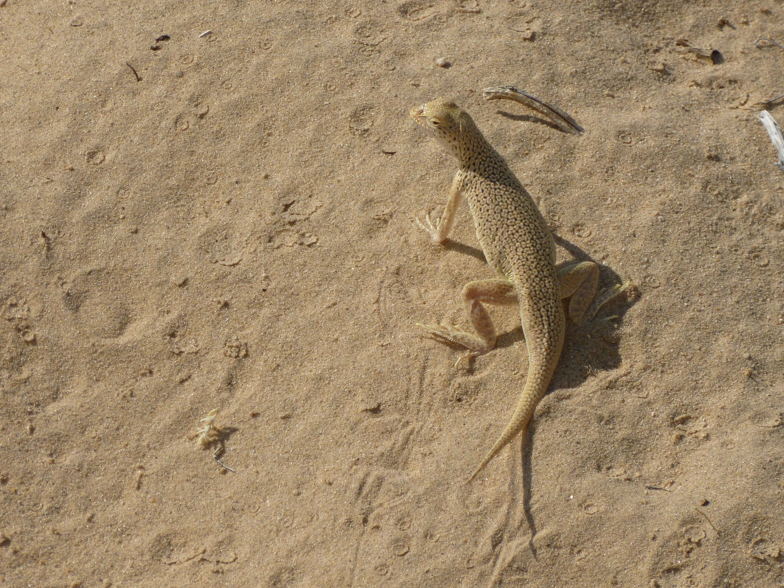 Mojave fringe-toed lizard