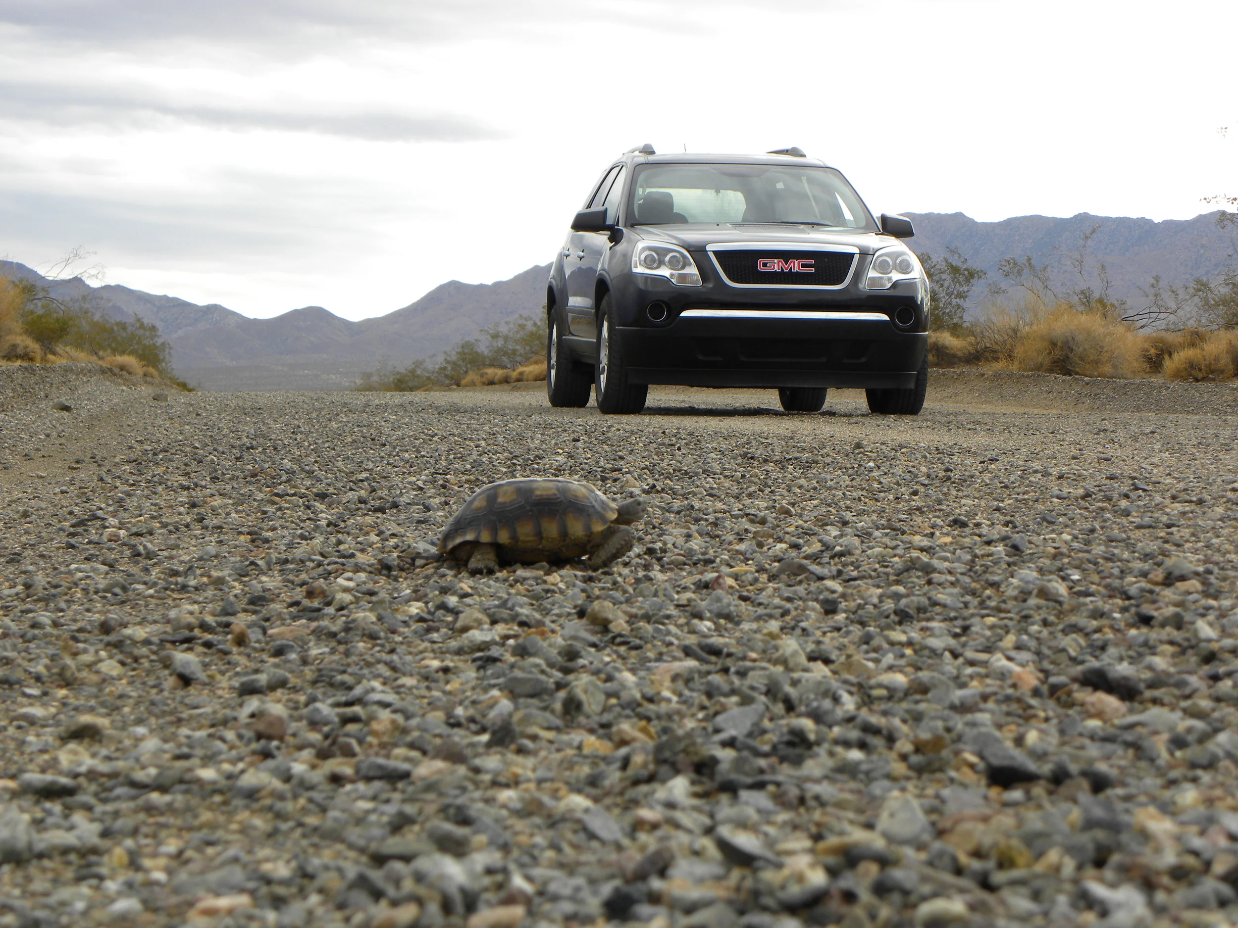 Tortoise on Kelso Dunes Road