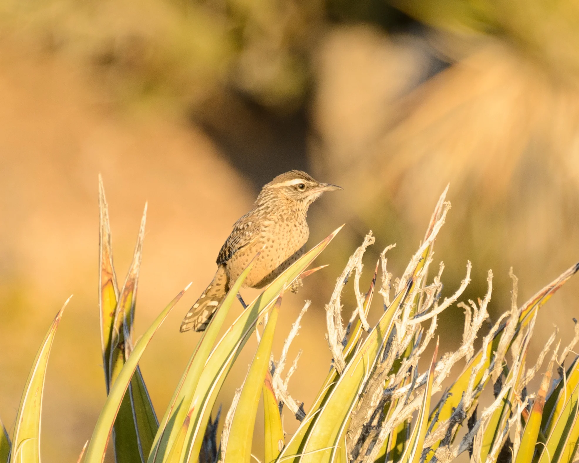 Cactus Wren