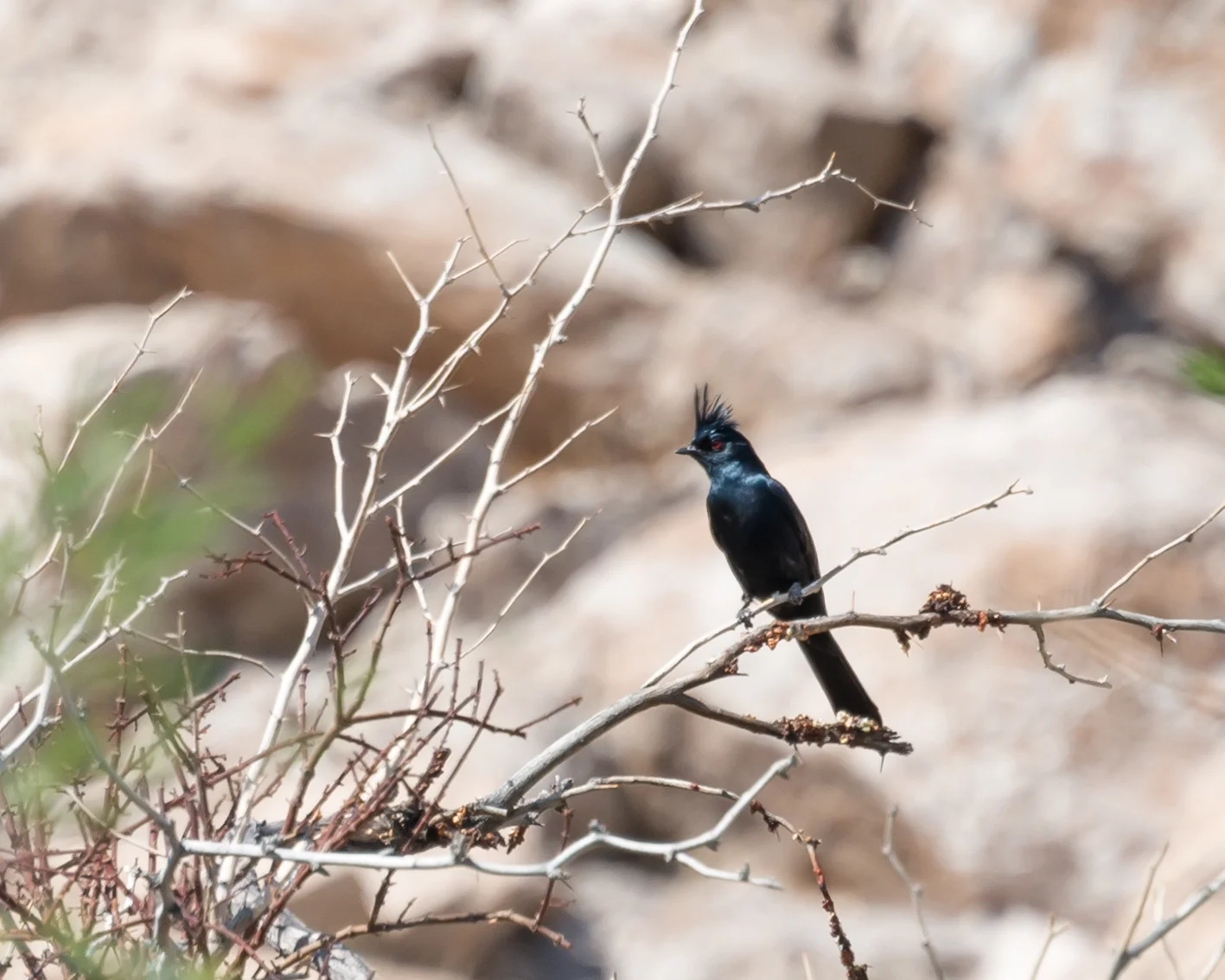 Phainopepla