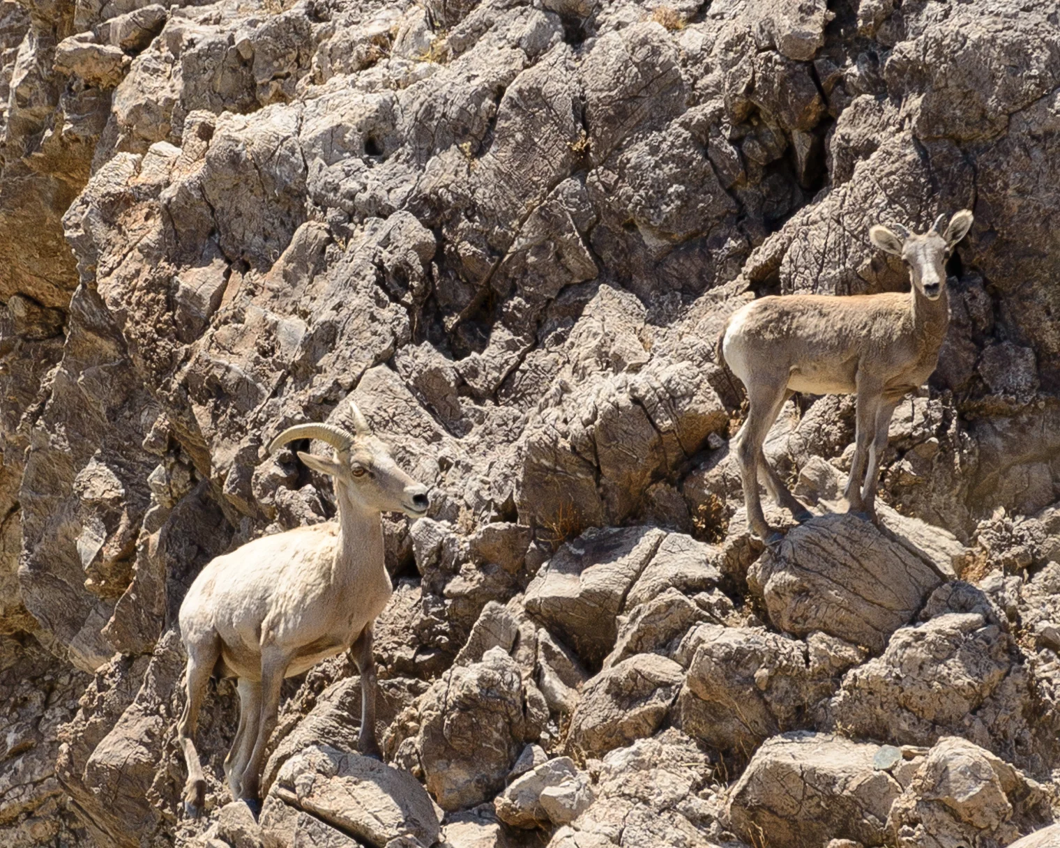 Bighorn sheep in the Mojave National Preserve use natural springs next to the proposed Soda Mountain Solar project. The project would pump millions of gallons of groundwater for construction and to wash solar panels.