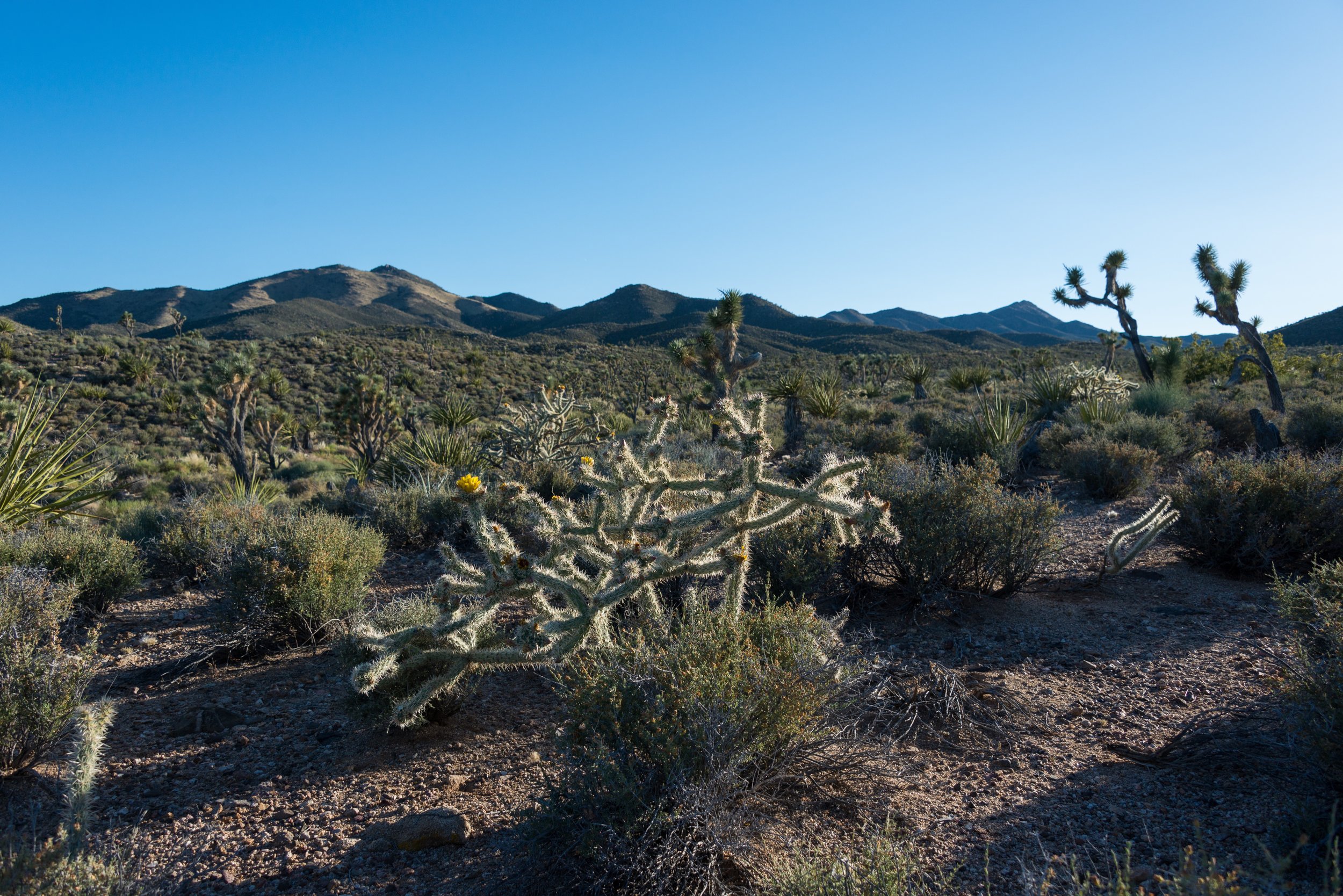Wind Project Threatens Largest Joshua Tree Woodland