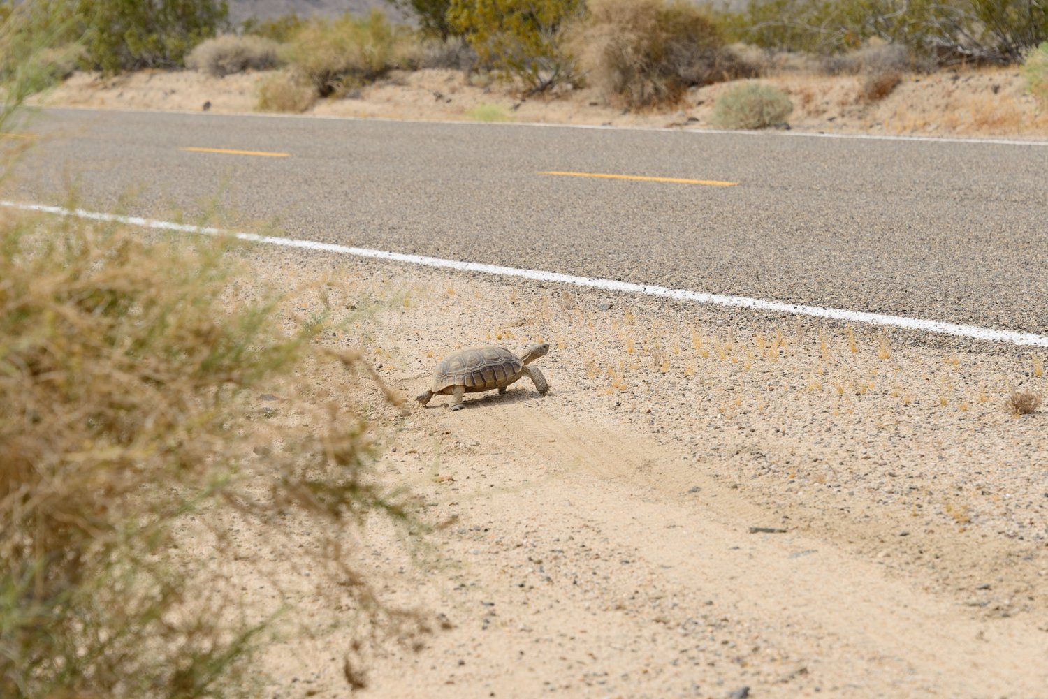 If you're going 75 MPH, you're not in the right mindset to enjoy the desert. Slow down. You'll enjoy the Preserve, and you'll pose less of a hazard to wildlife.