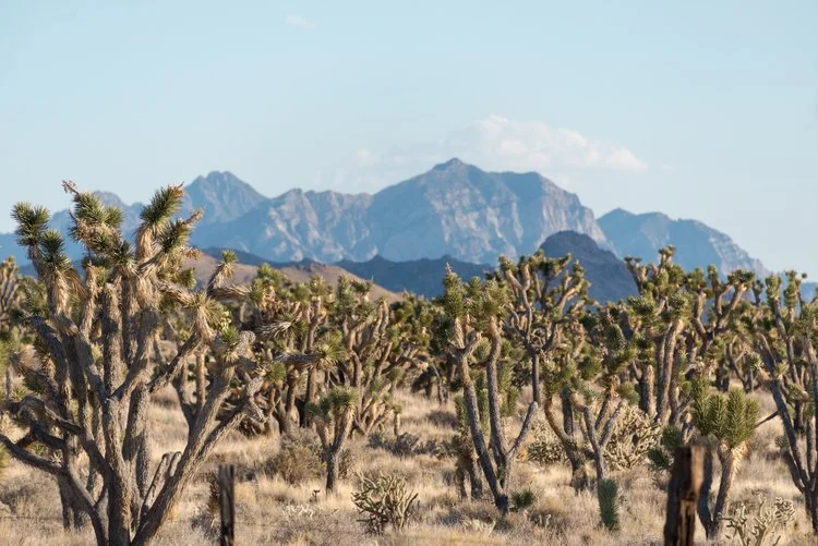 The Mojave National Preserve has more Joshua trees than Joshua Tree National Park!