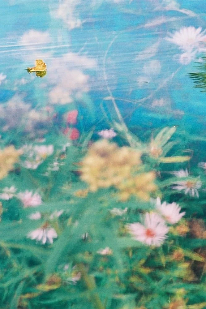 flowers-n-water-vertical-crop_30096007843_o.jpg