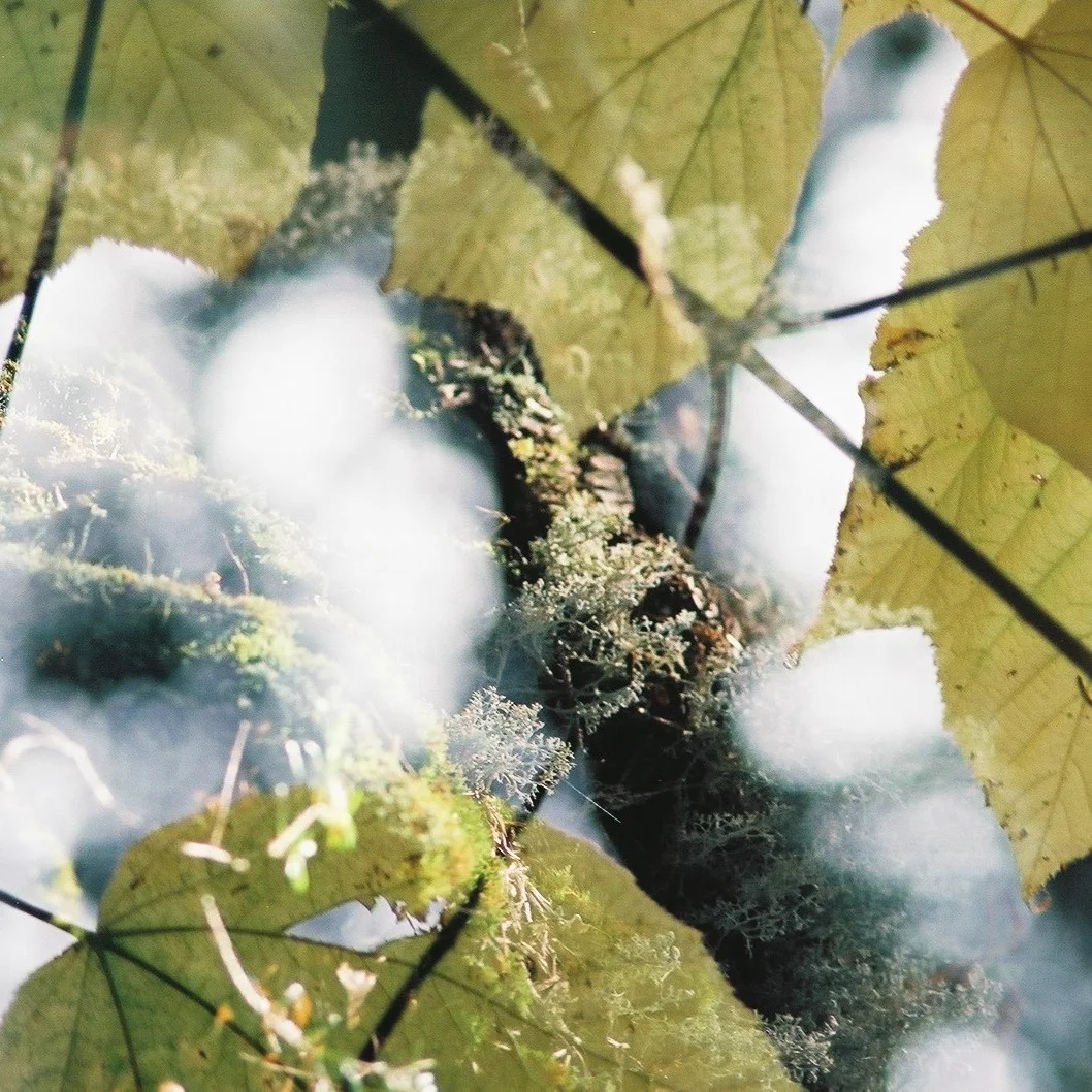 square-leaf-n-lichen_30096008403_o.jpg