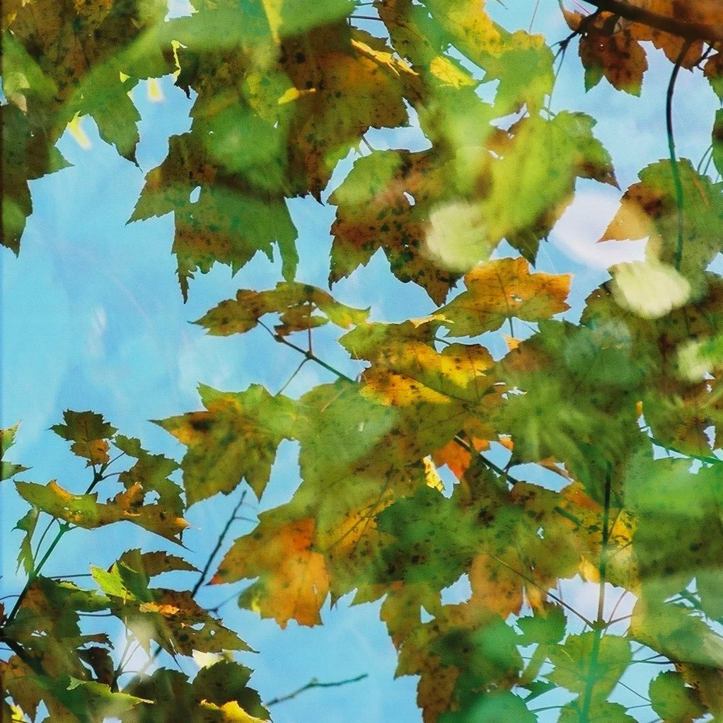 square-leaf-portrait_30614418842_o.jpg