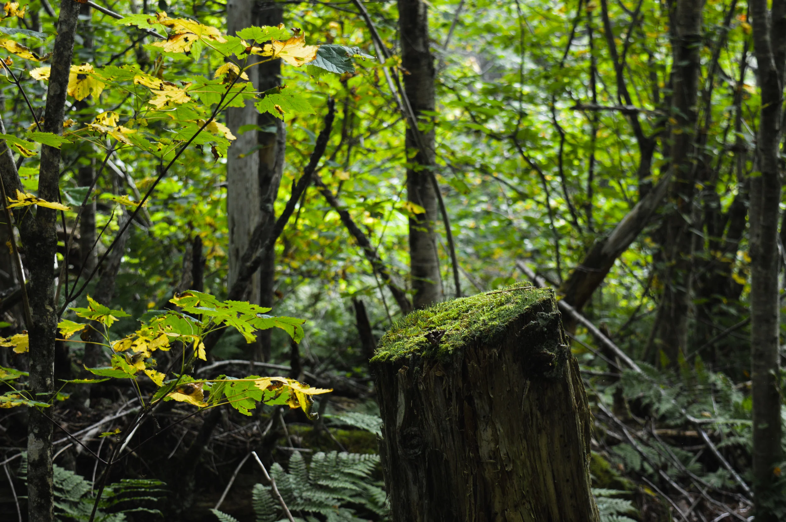 DSC_1331.jpg