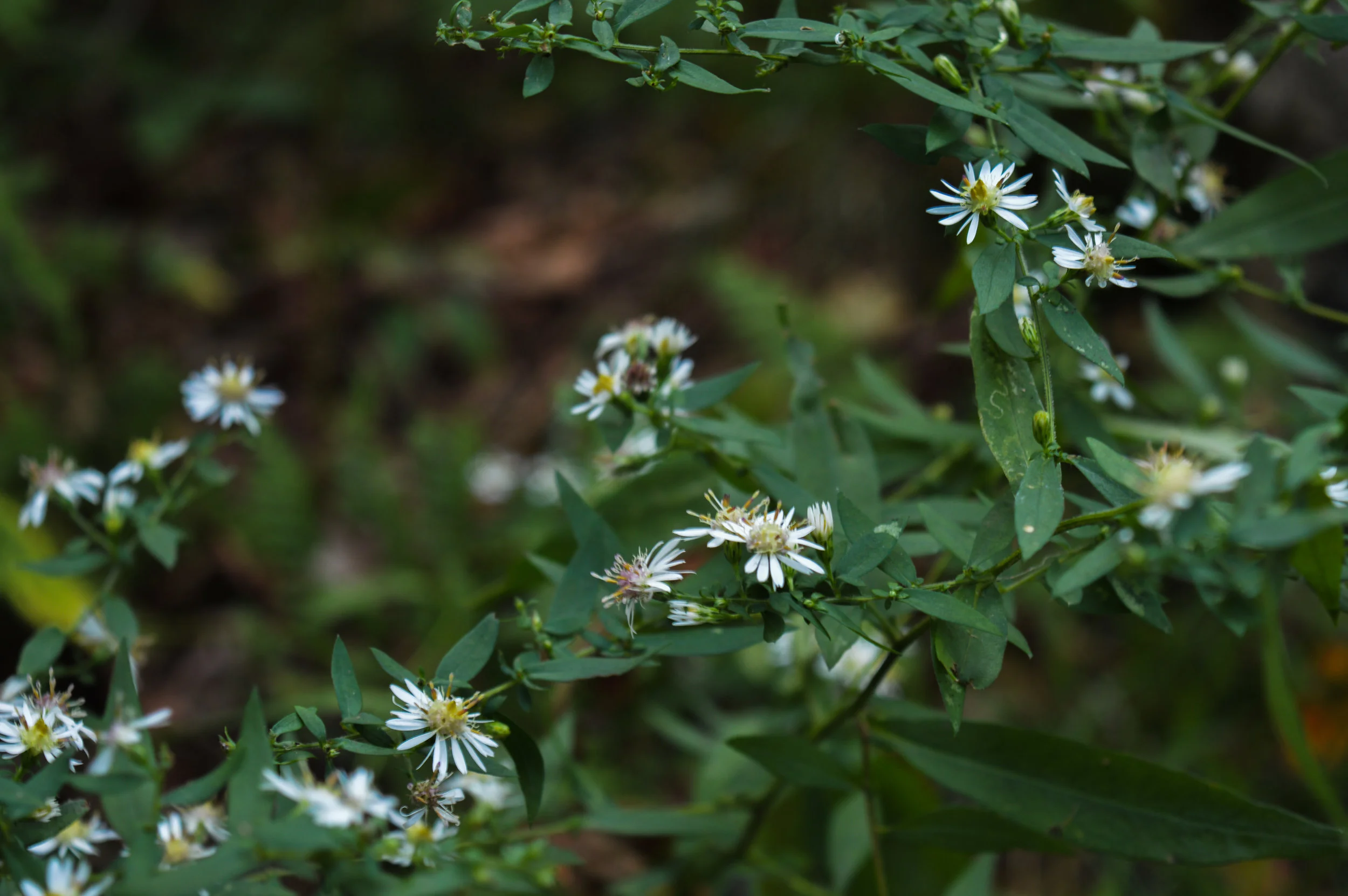 DSC_1346.jpg