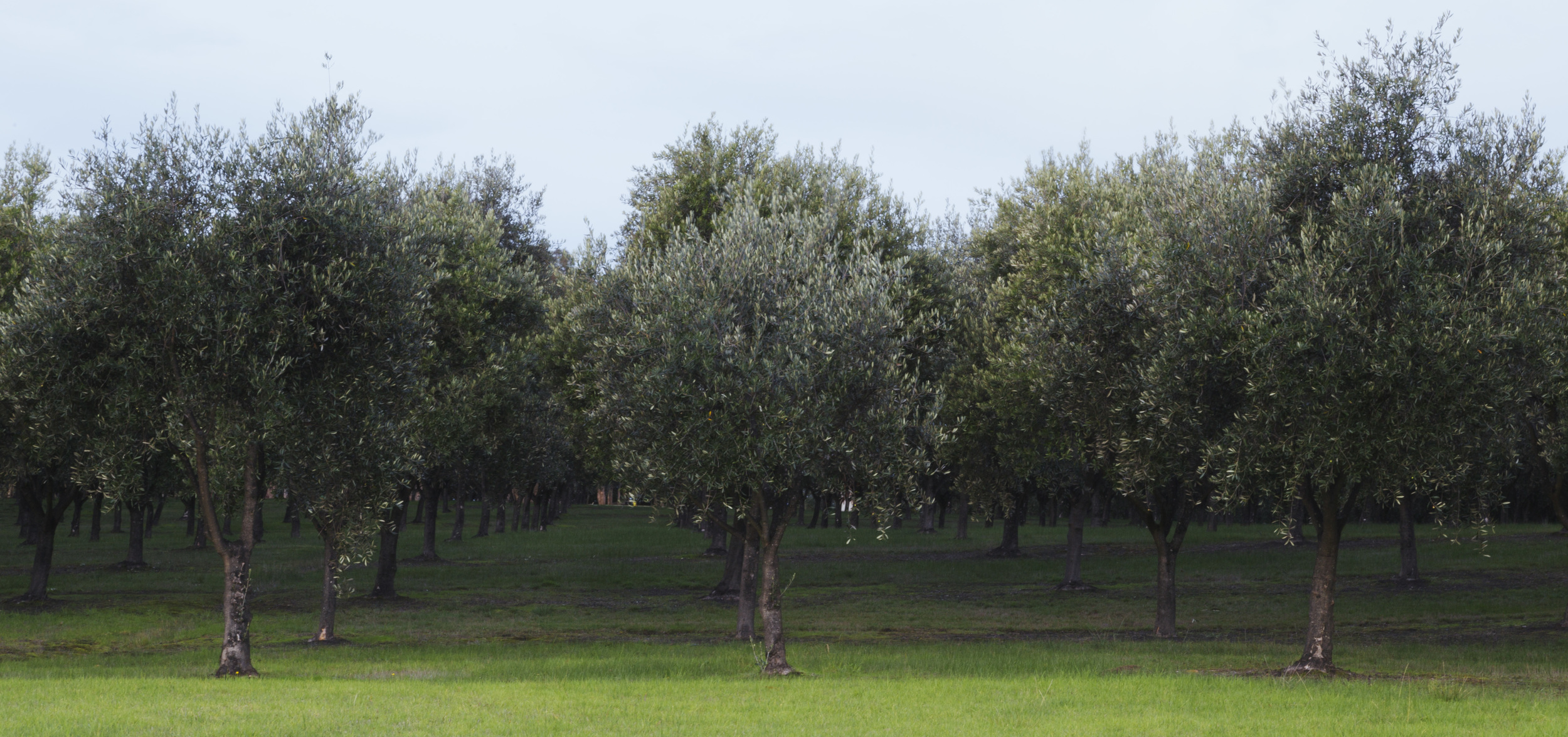20160527_OliveGrove1.jpg