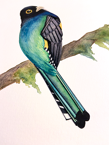 bird1.png