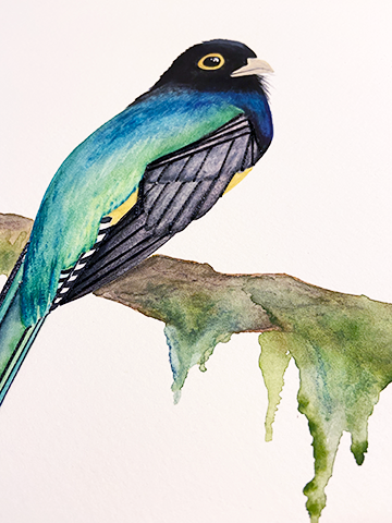 bird2.png