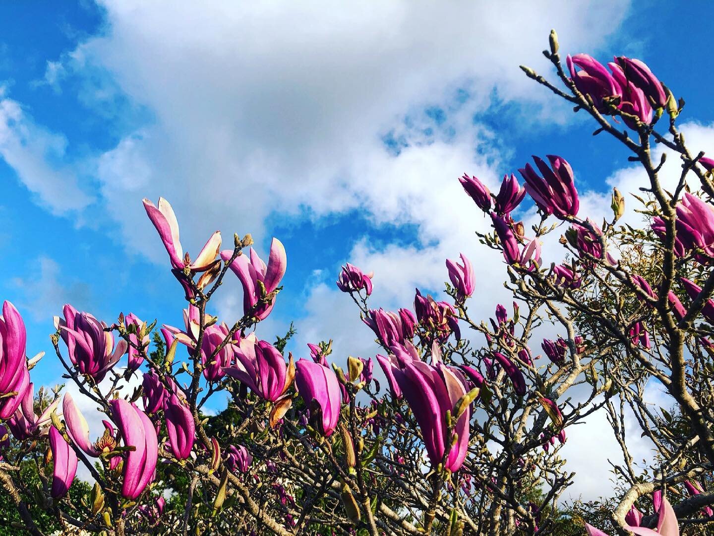 SPRING FORWARD 🌺🌸🌼🌻
March 14th @ 2am 
.
.
.
.
#daylightsavings #springforward #humboldt #magnolia #jane #spring #classes #nature #create #share #teachingkitchen #plantsheal #beautiful #springtime #california