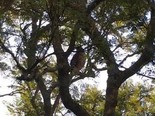 IMG_4083.jpeg
