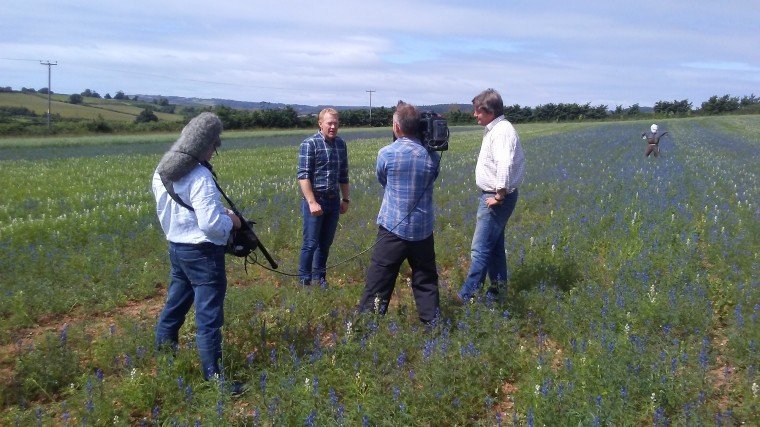 Countryfile_filming_at_one_of_the_Mole_Valley_Farmers_lupin_plots.jpg