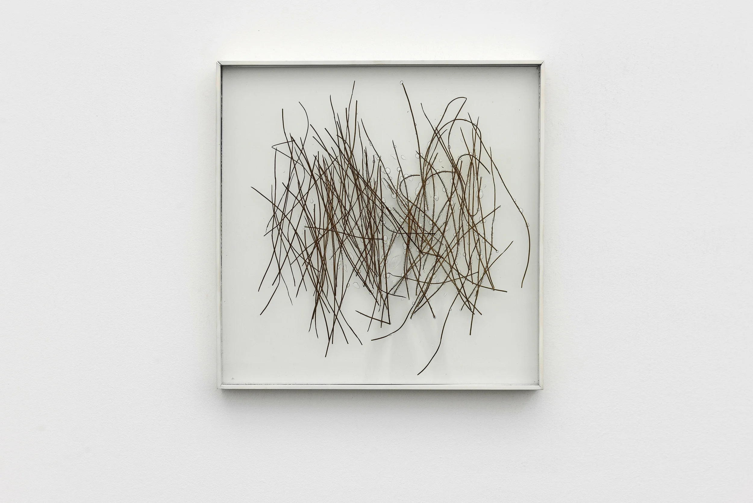 Untitled 2015. Pine needles inserted in glass. 40cmx40cm (15,7" x 15,7").
