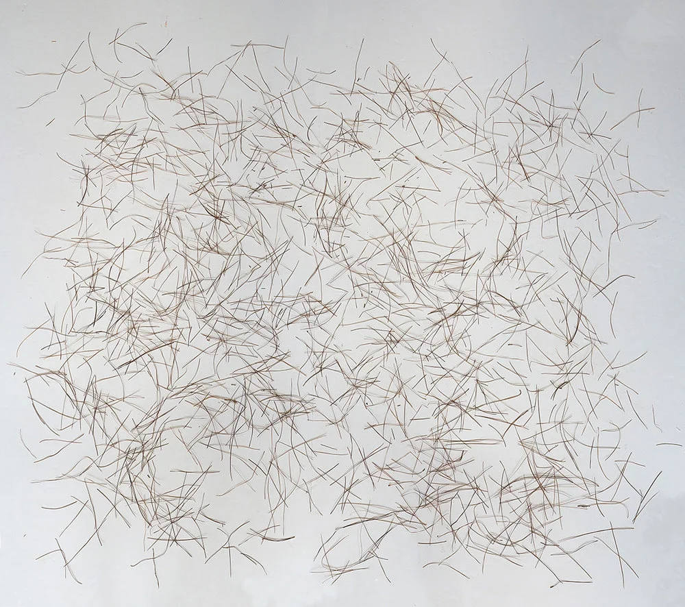 Choreographies 2016. Pine needles drawing. Digital print.