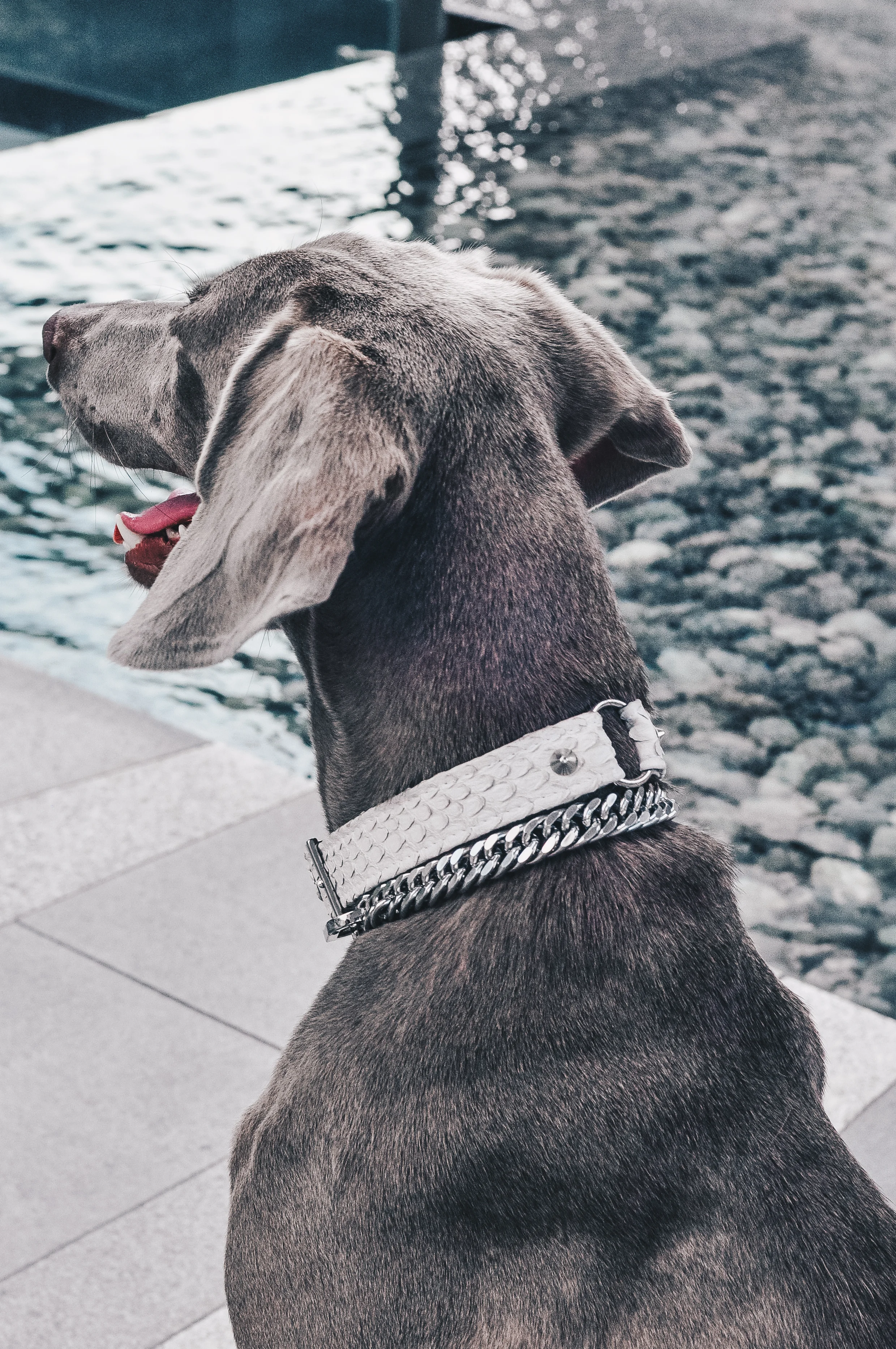 COCO-5.jpg