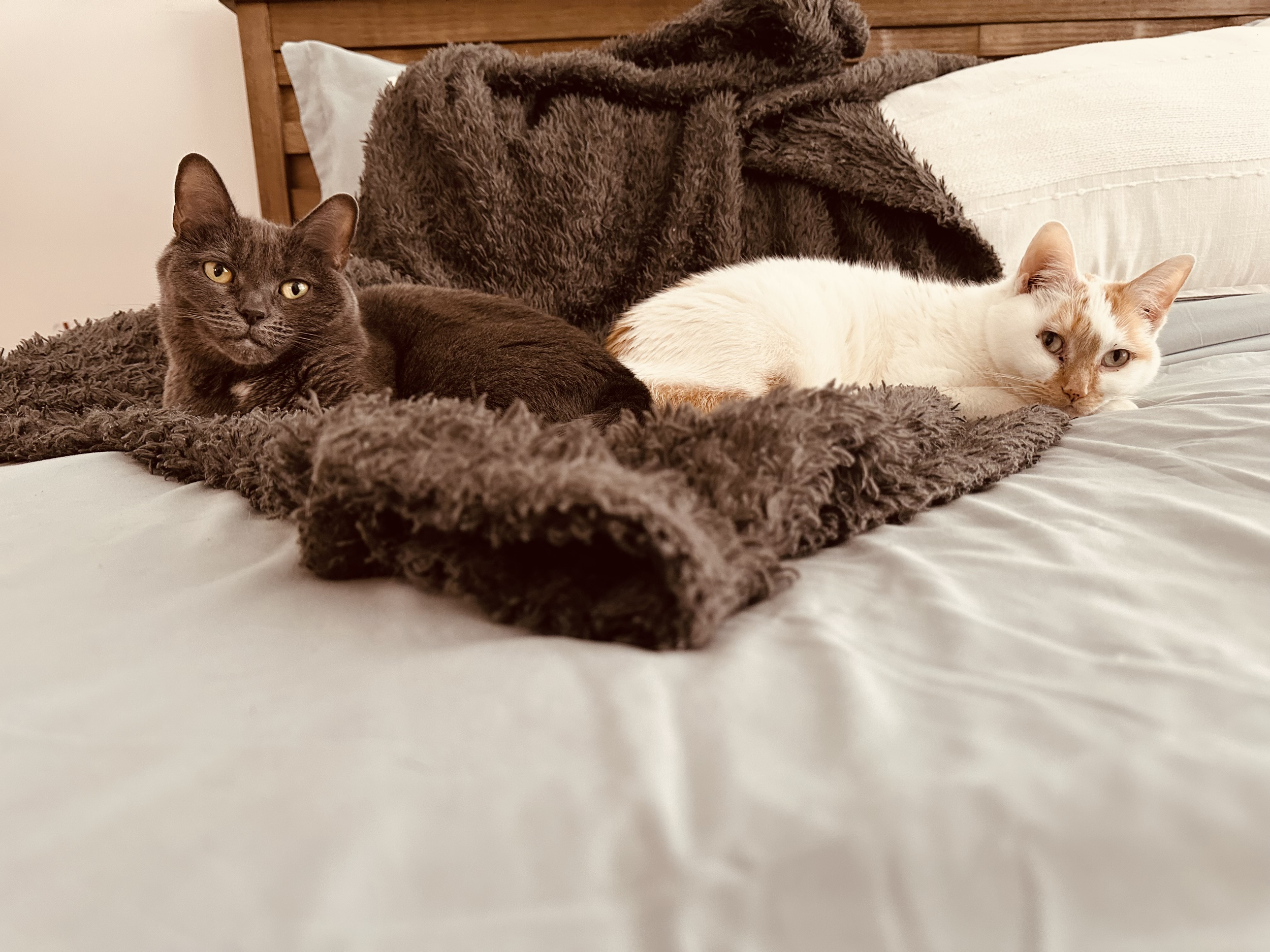 MMorganRococo Project.png