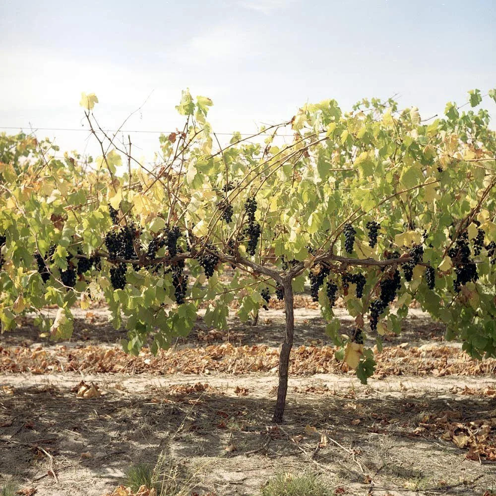 grapevine.jpg
