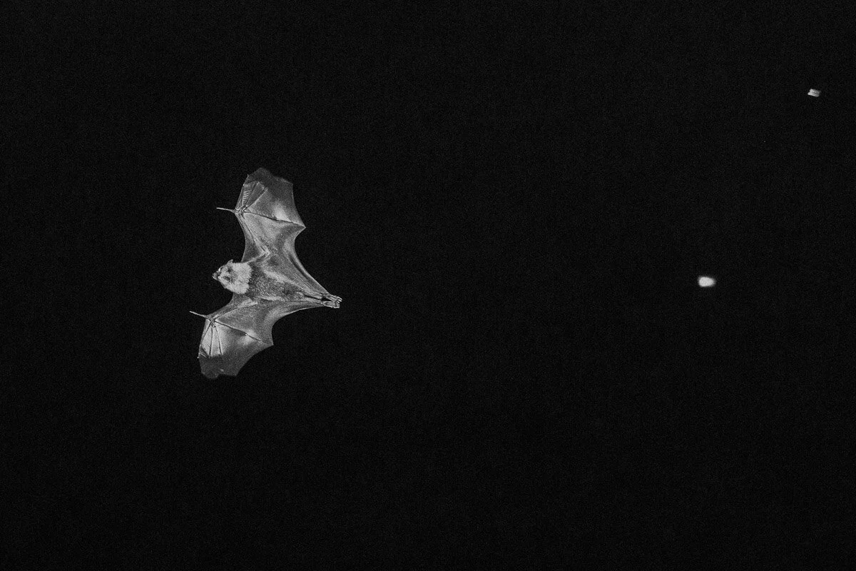   Yarra Bend Bats.  Work in progress. 