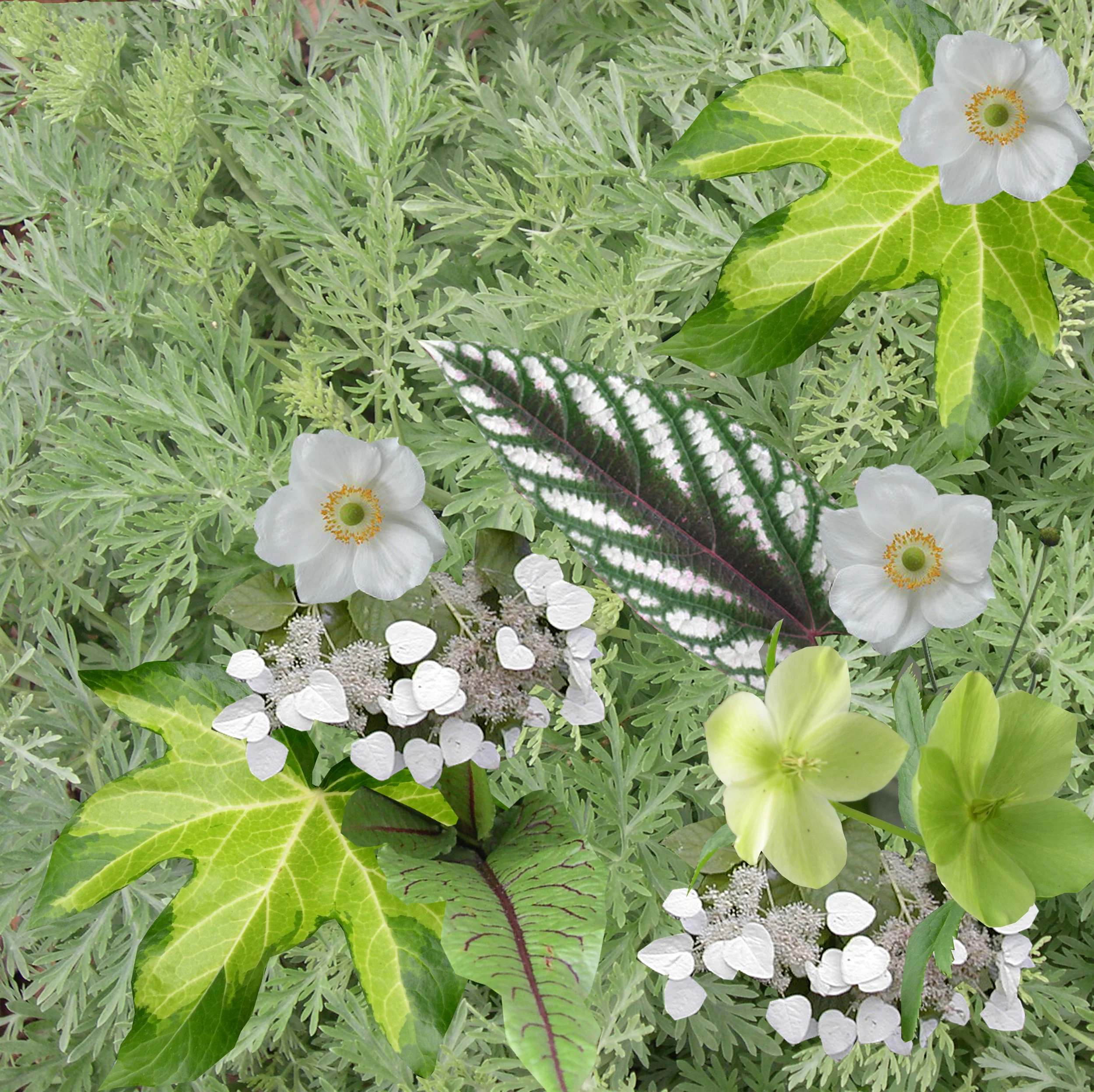 Artemsia4.75_11.13 - Copy.jpg