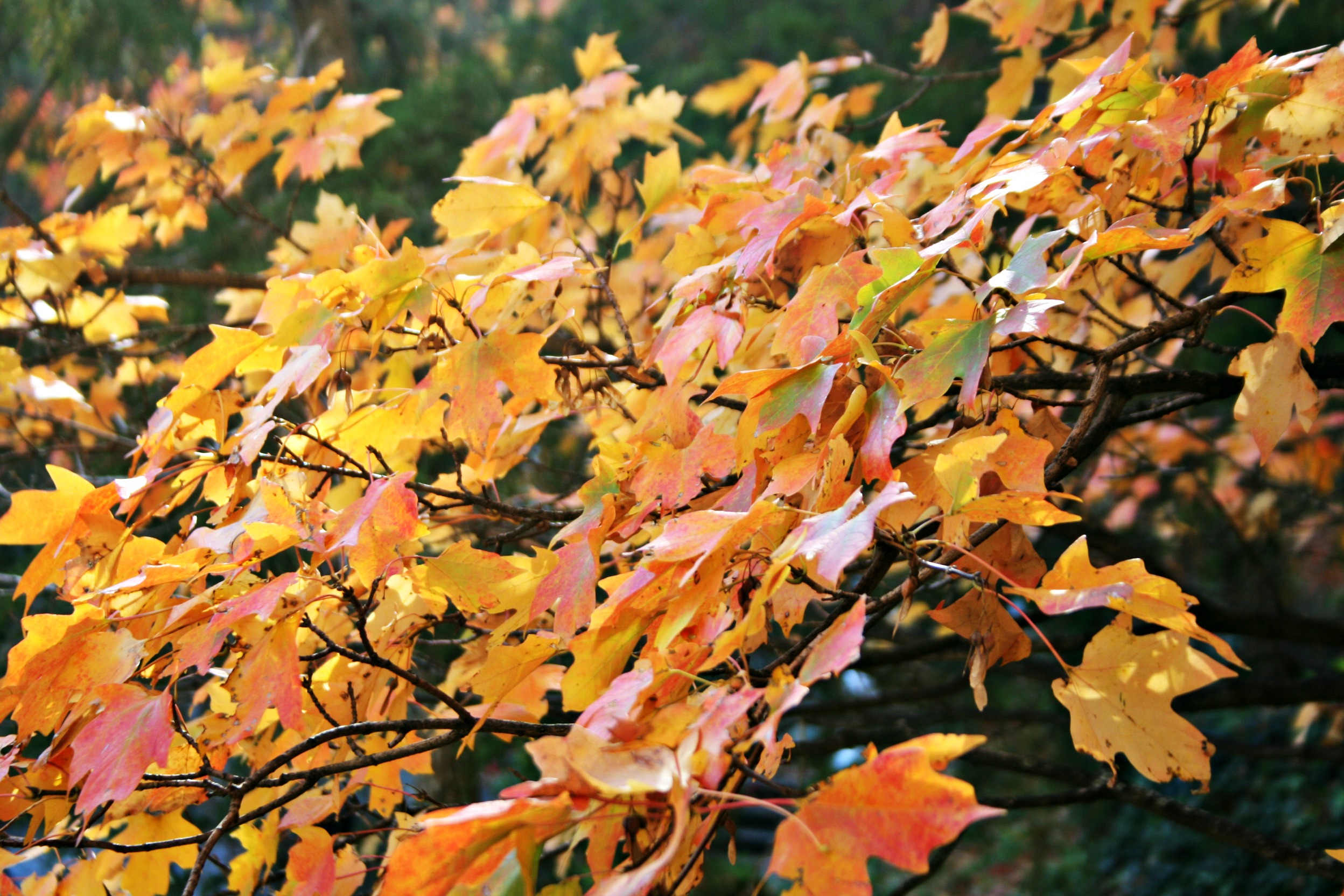 fall-leaves-ozarks