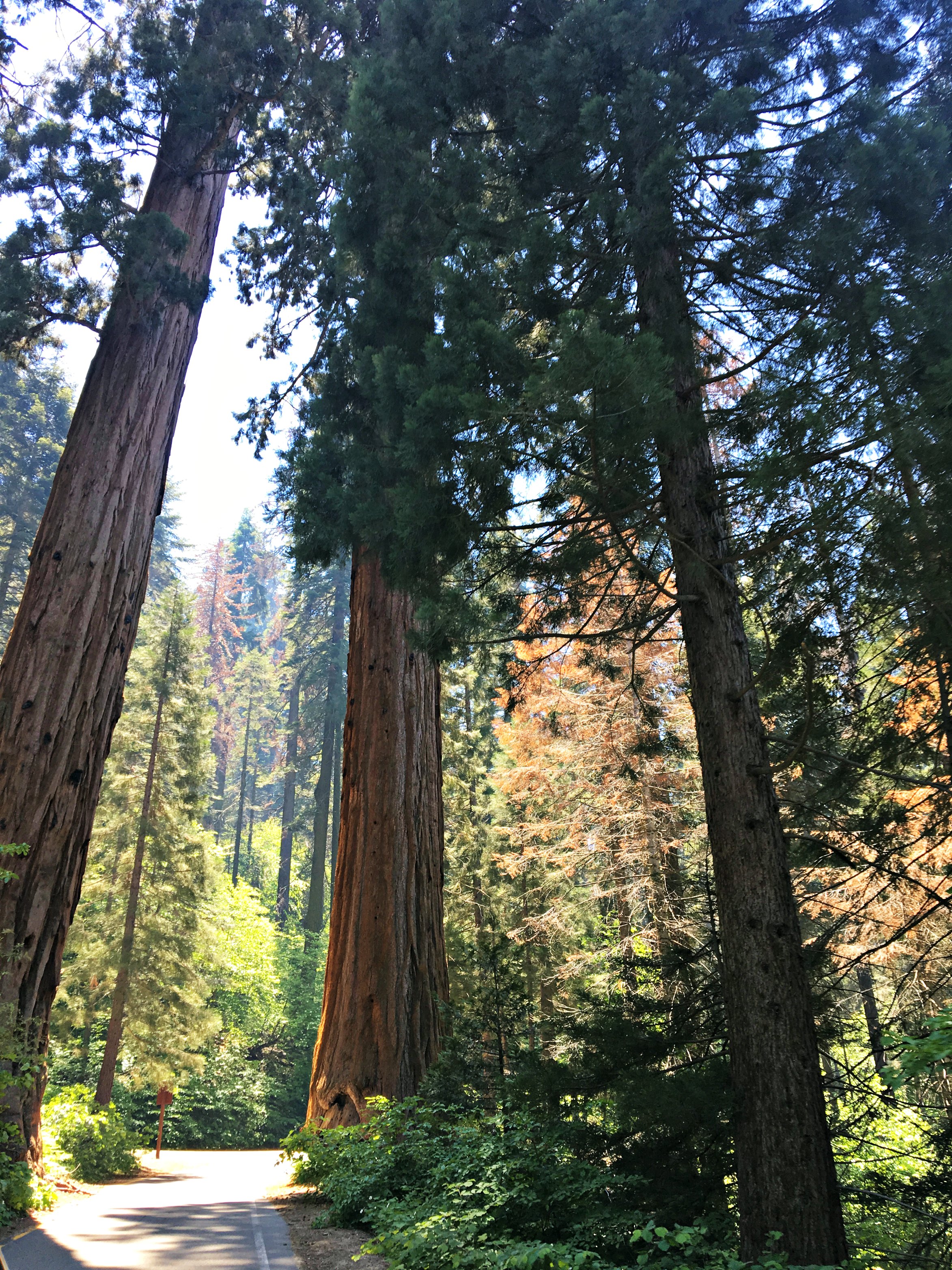 walking-among-giants-Sequoia-National-Park