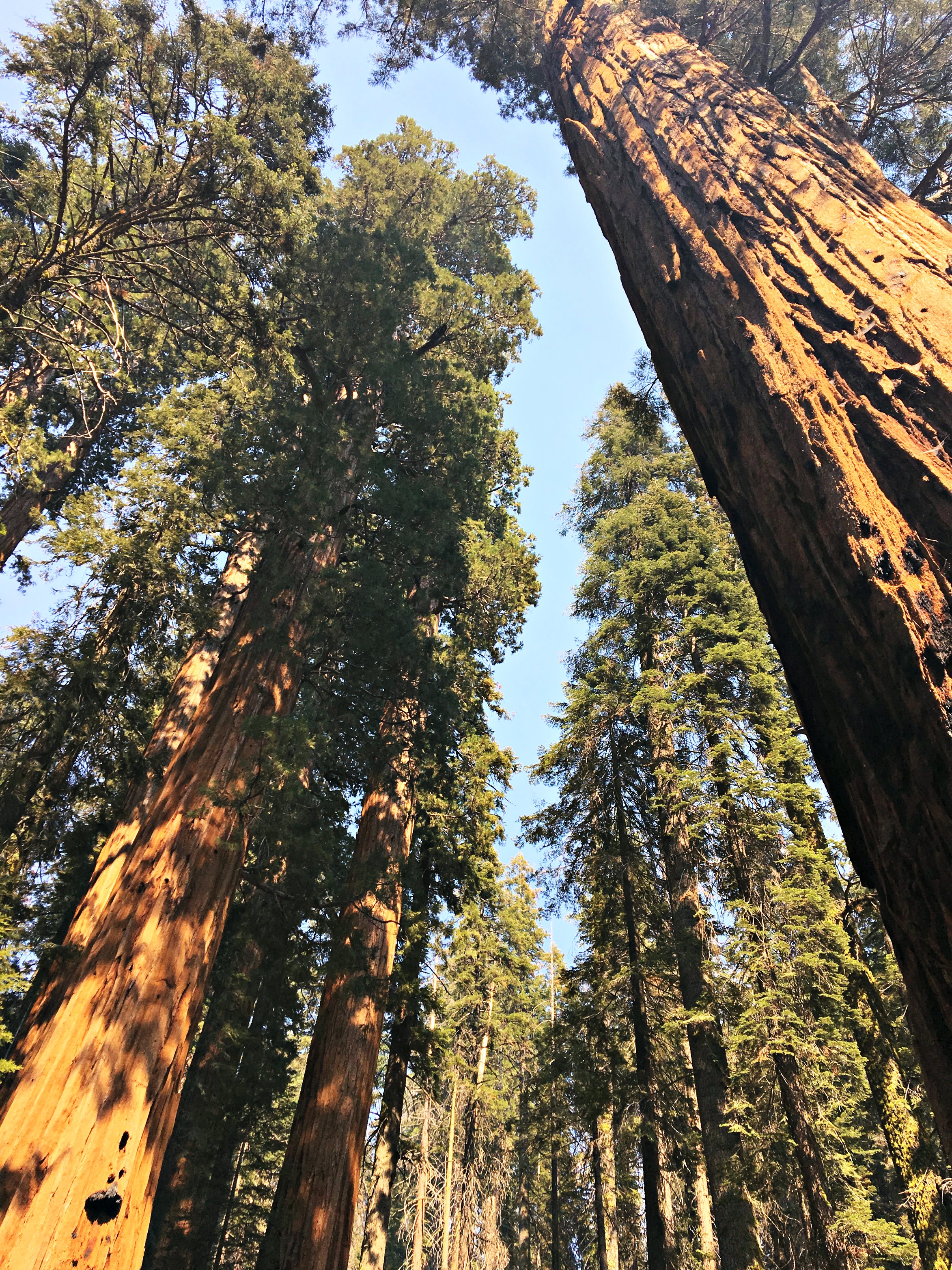 looking-up-Sequoia-np