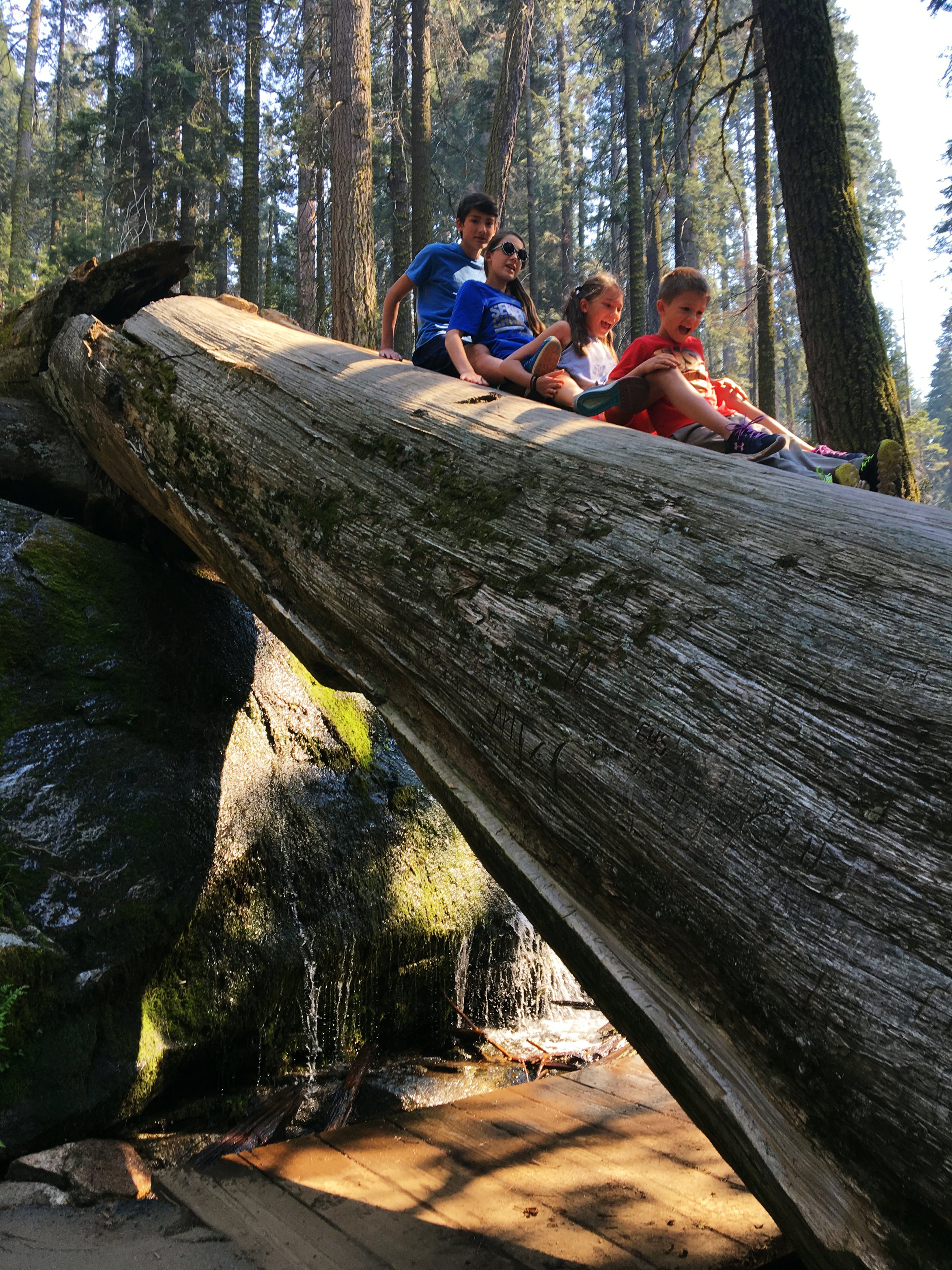 four-kids-sliding-down-giant-sequoia