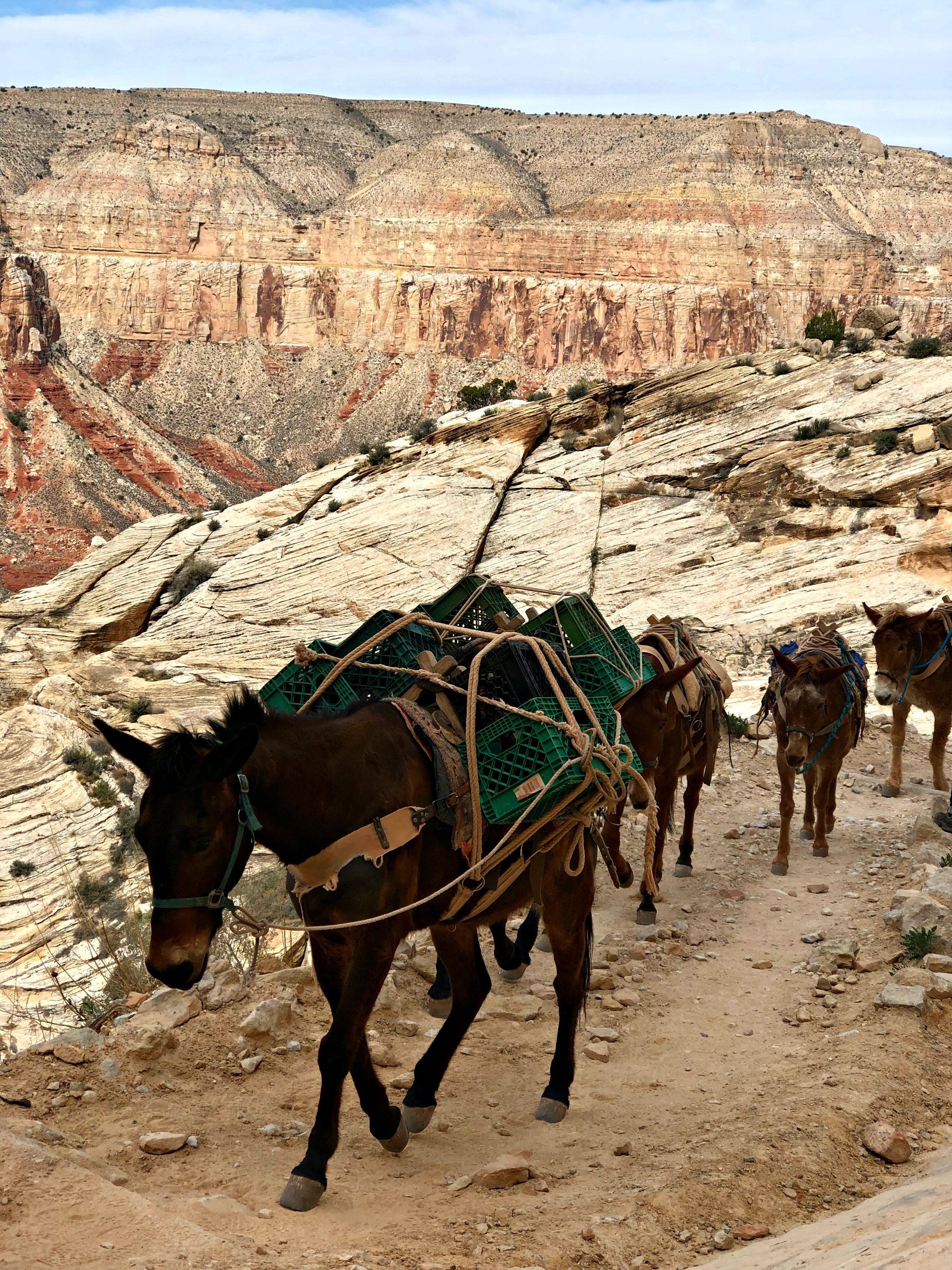 mules-along-Havasupai-trail