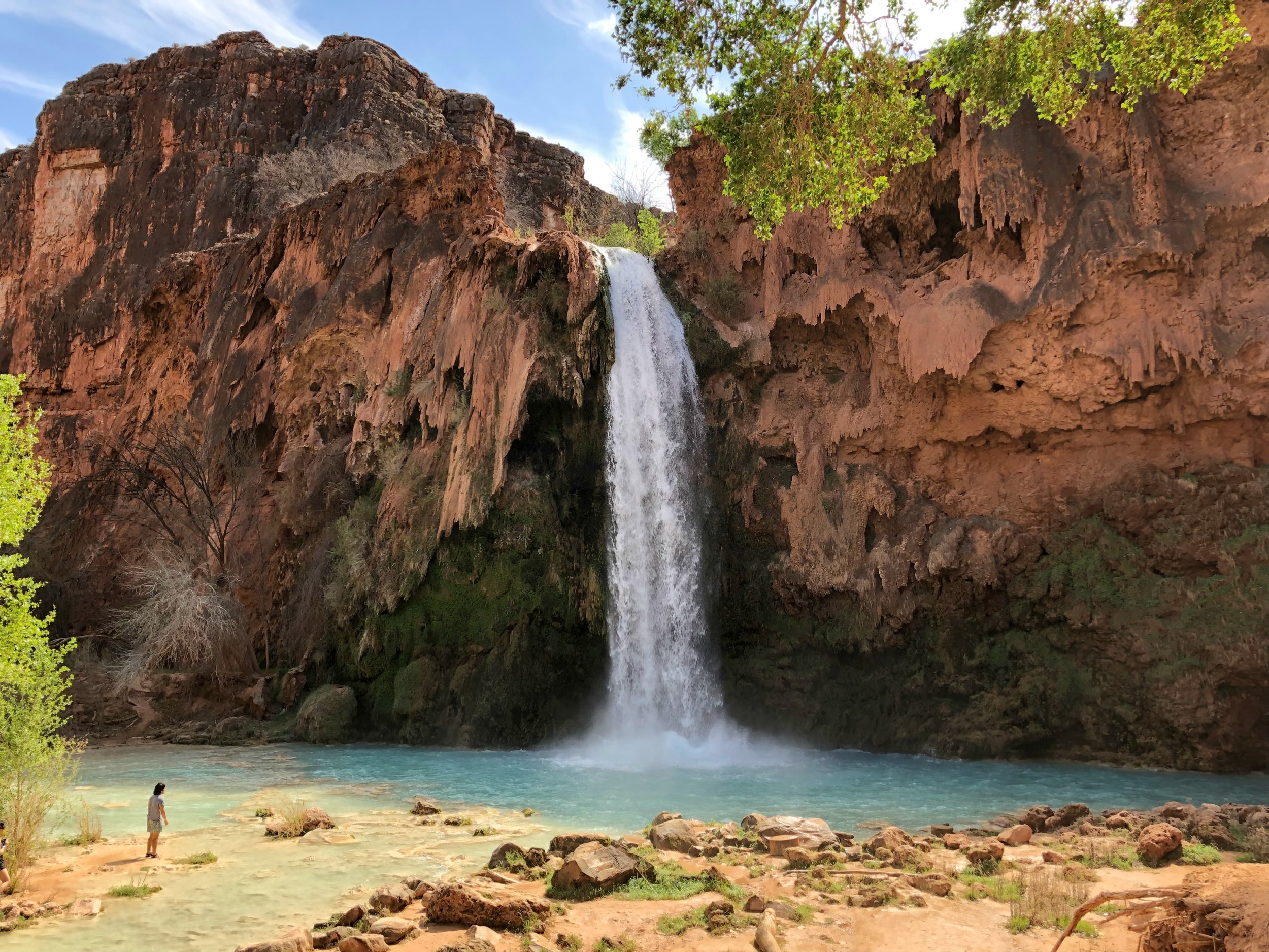 havasu-falls-spring-beauty