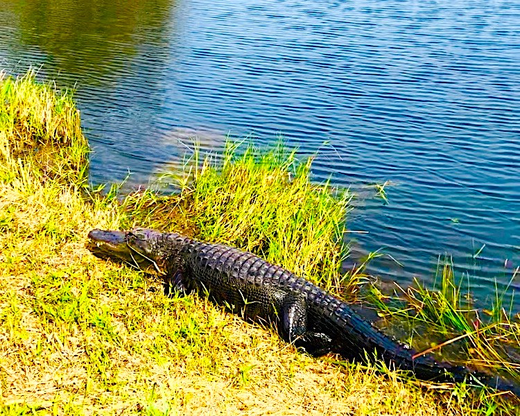 Everglades National Park (photo: Family Travel Lifestyle)