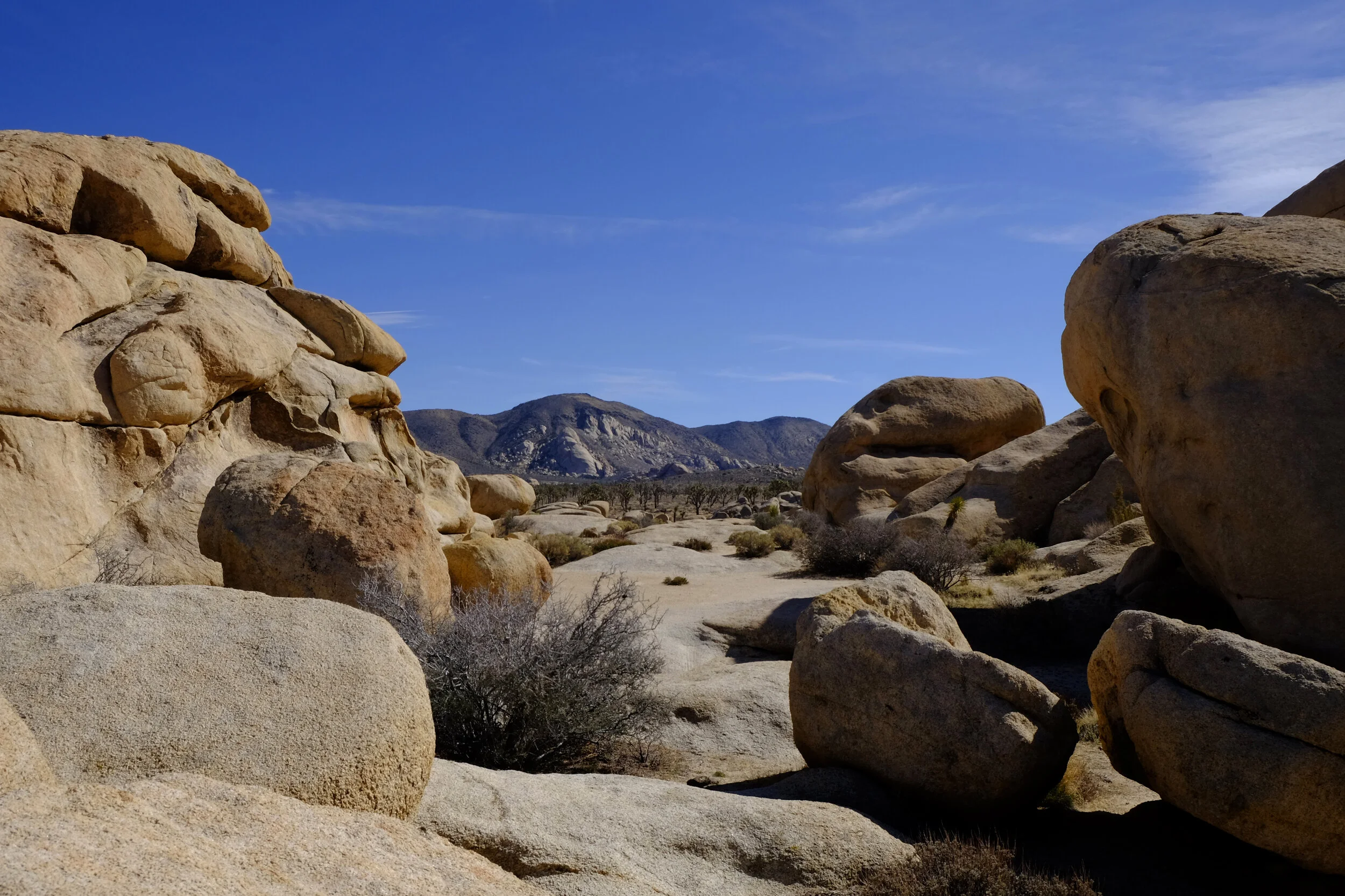 Day trip to Joshua Tree National Park