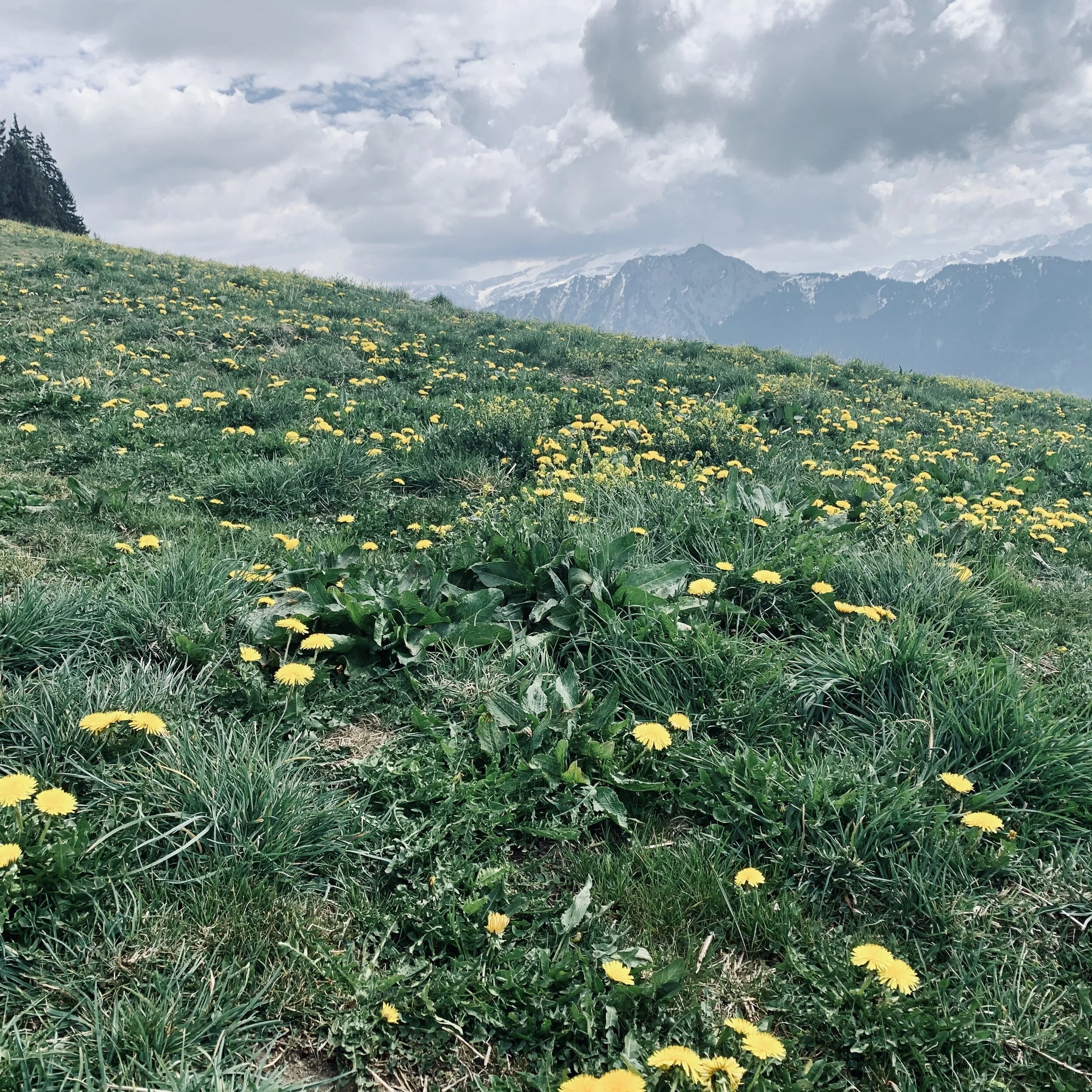 A la découverte du Parc Naturel Régional du Mont Avic Randonnée sur demande