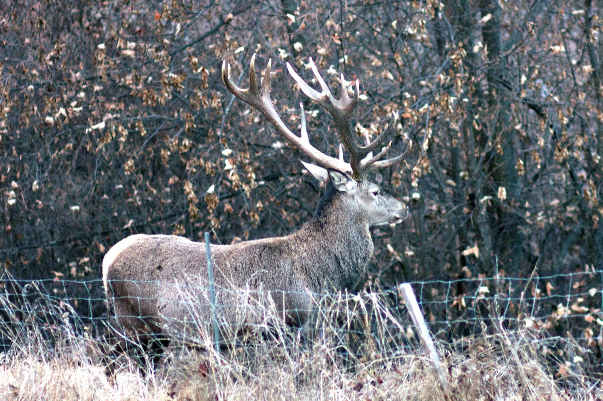 Brame du cerf dans la Combe de l'A  15.10.2021 (Complet)