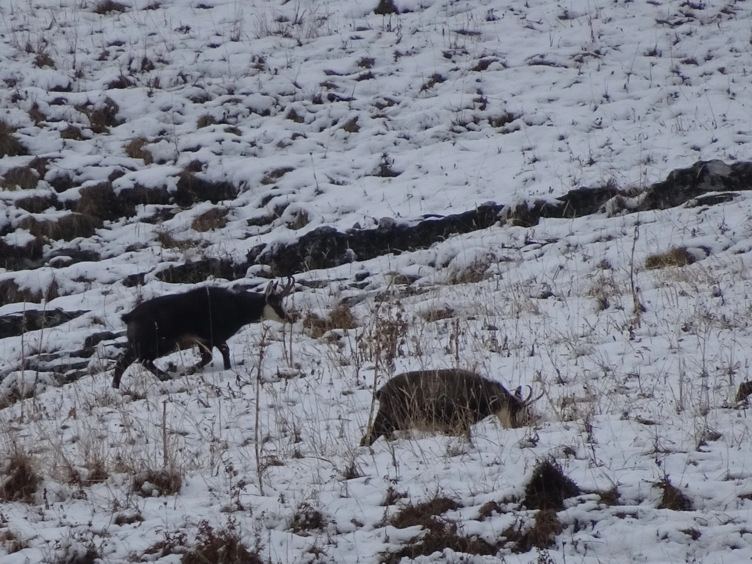  Rut du chamois Sortie privée pour les familles du Collège du Léman