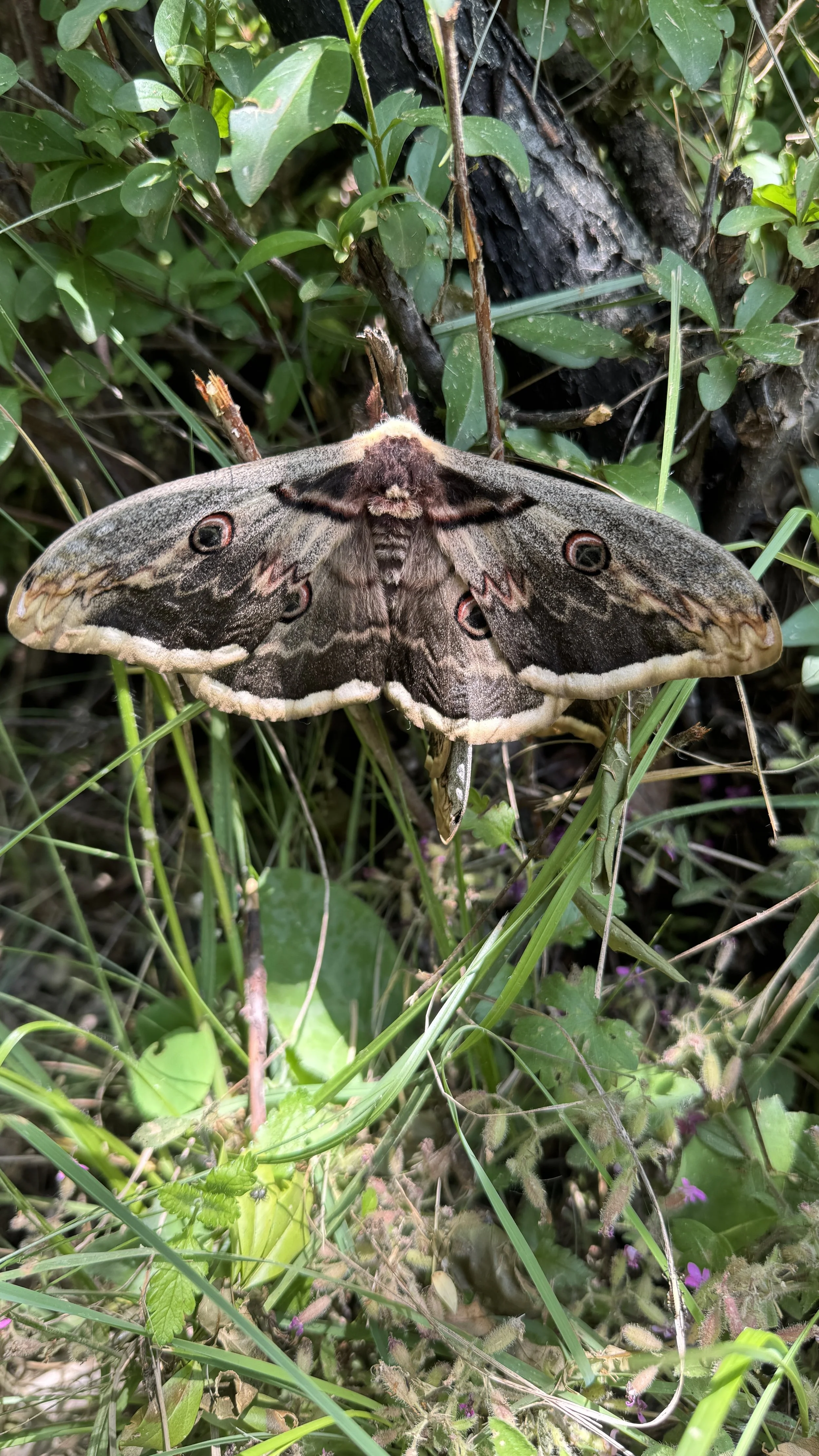 Sur les sentiers des réserves naturelles du Piémont (Italie)