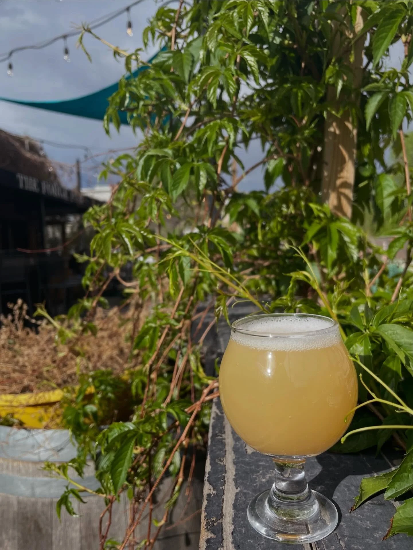 Happy Thursday! 🍻☀️