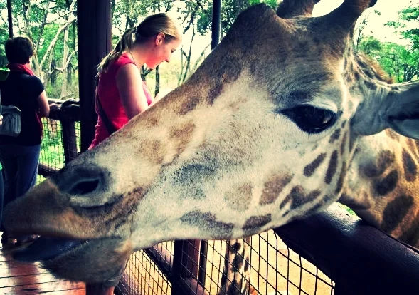 Kiss the Giraffe