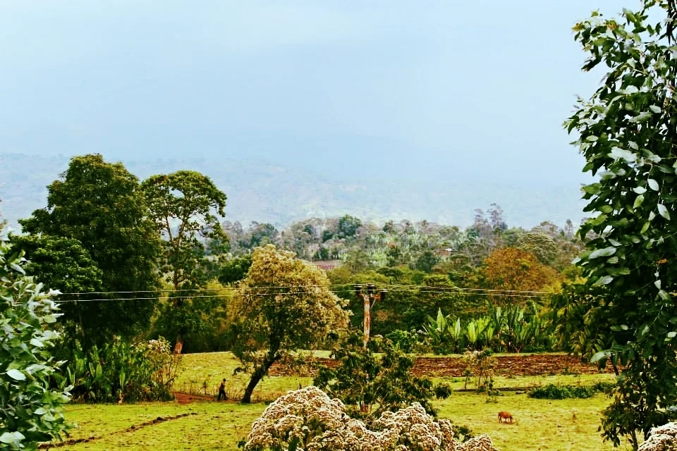 Lush Vivid Landscape