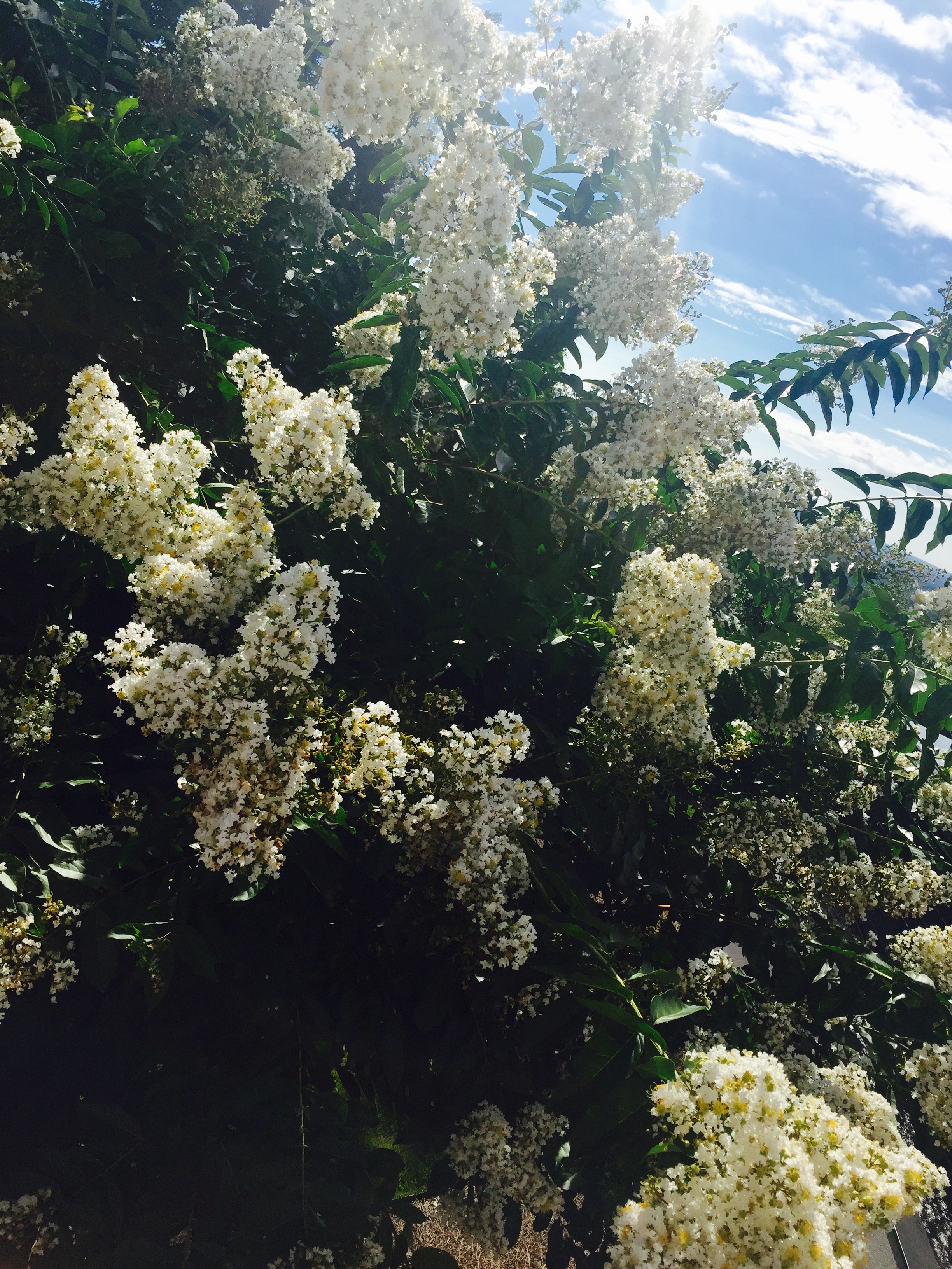 For days I walked right past these gorgeous blooms without even seeing them. But not today. Gratitude makes you stop and notice.