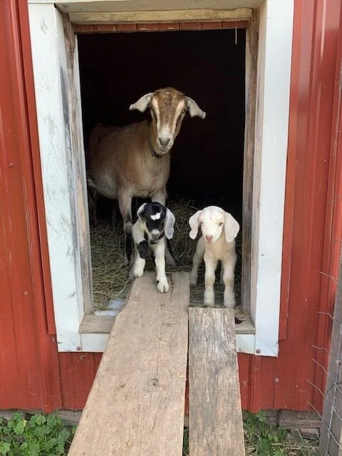 Walking the plank, Oreo and Marshmallow make their debut.
