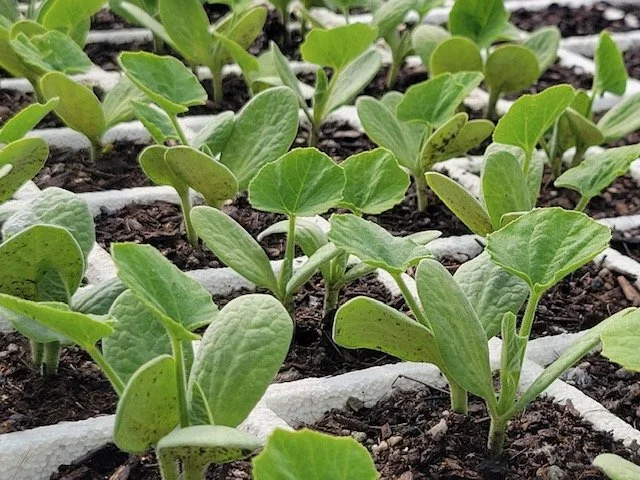 Belated Earth Day Activities at The Farm