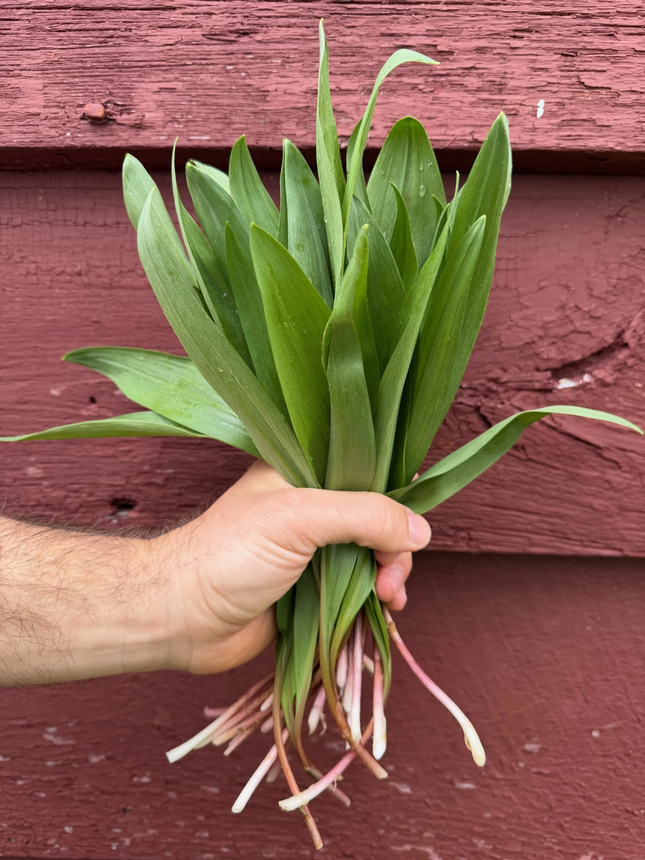 Foraged Ramp Dinner
